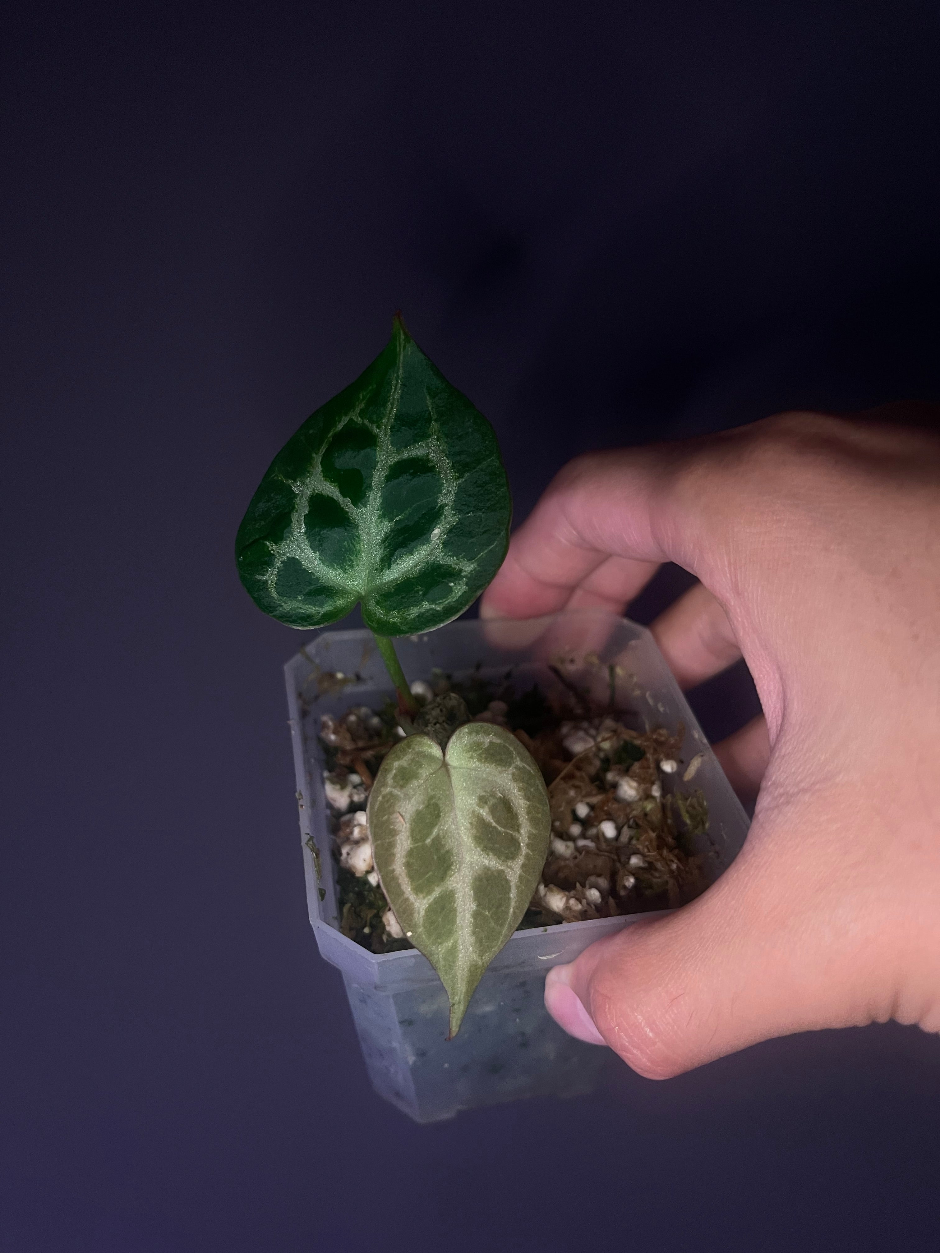 Anthurium 'Tiger Red' (pink selected) – Secret Foliage