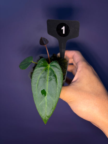 Anthurium carlablackiae × ‘Indo Portillae’