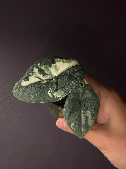 Alocasia Melo variegata