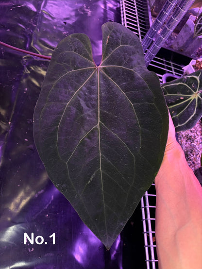 Anthurium Ace of spades ‘Tezula’  (Dark form) clone - mother plant