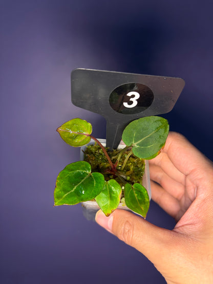 Anthurium Red Crystallinum [Mathiux] F2