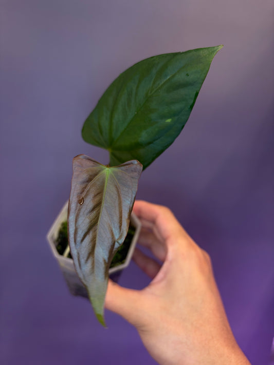 Anthurium ‘Goliath’ × Indo portillae