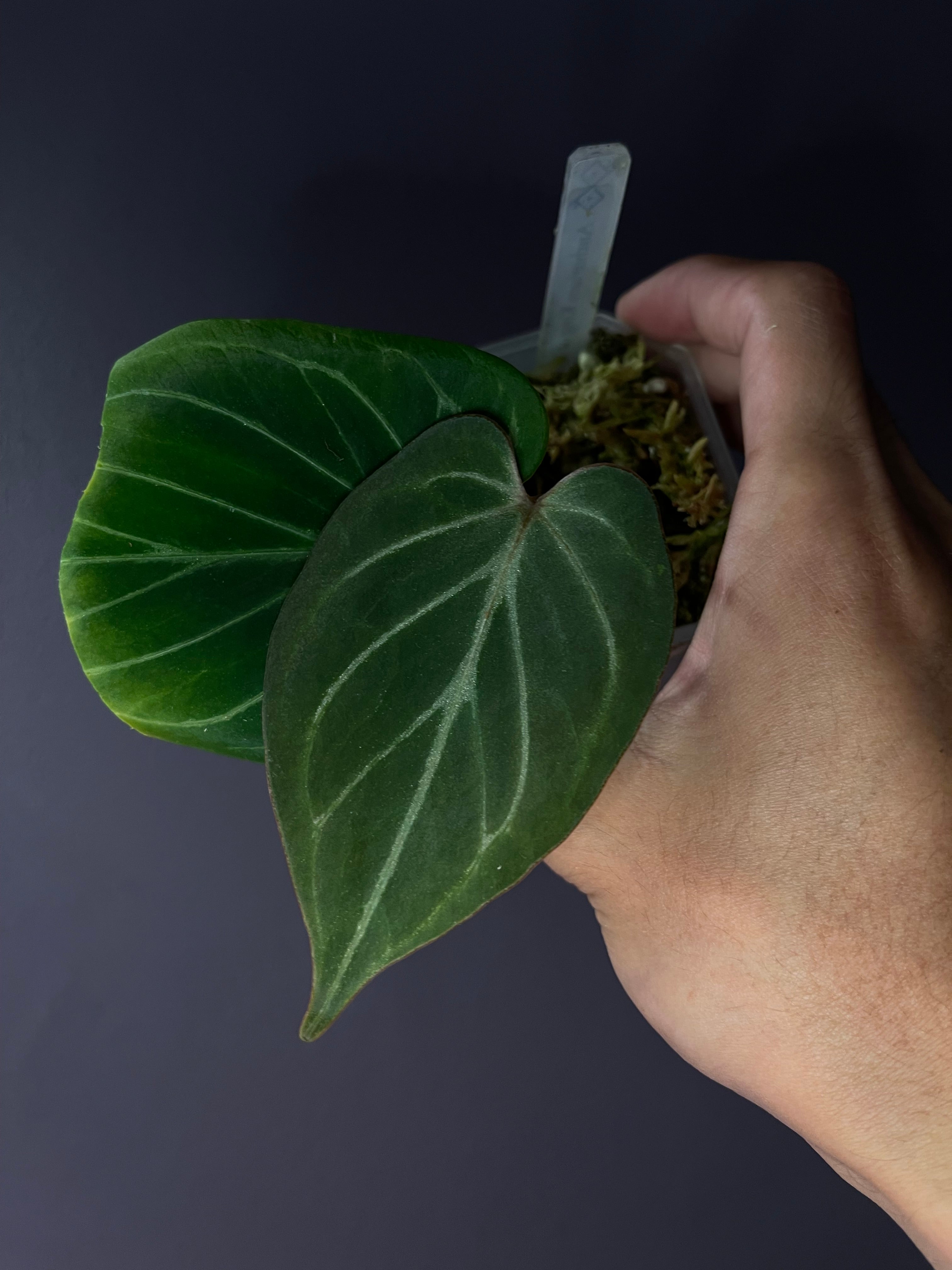 アンスリウム King of Spades（KOS） Anthurium King Of Spades aka HU | BoyGardening