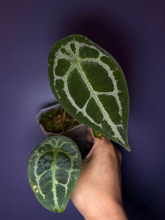 Anthurium Forgetii ‘silver’
