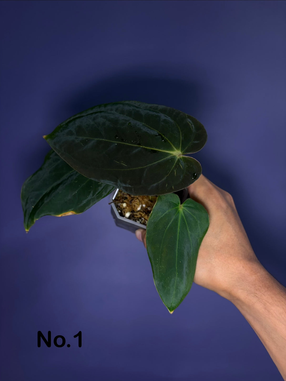 Anthurium BVEP (unnumbered)