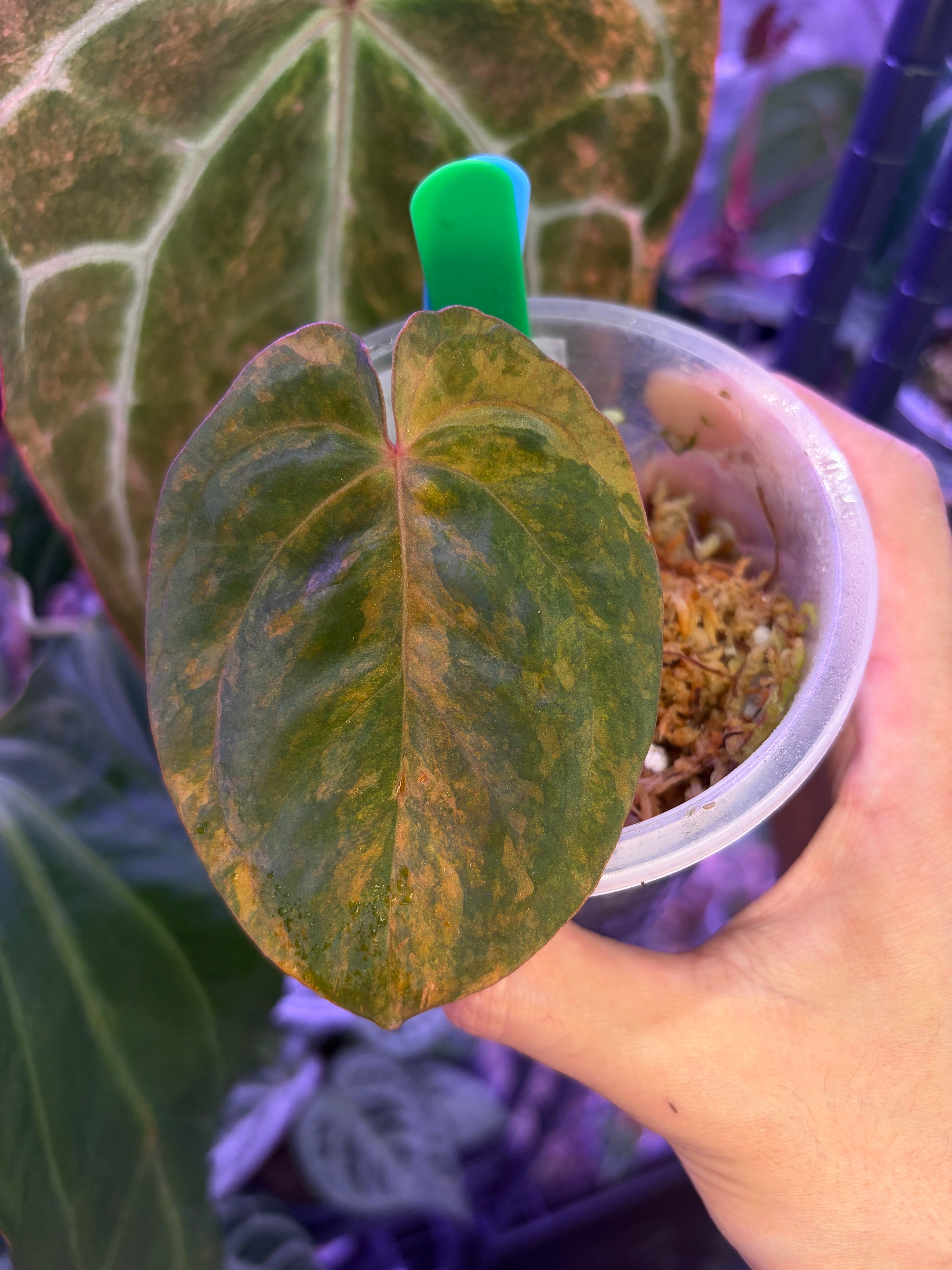 Anthurium BVEP variegata – Secret Foliage