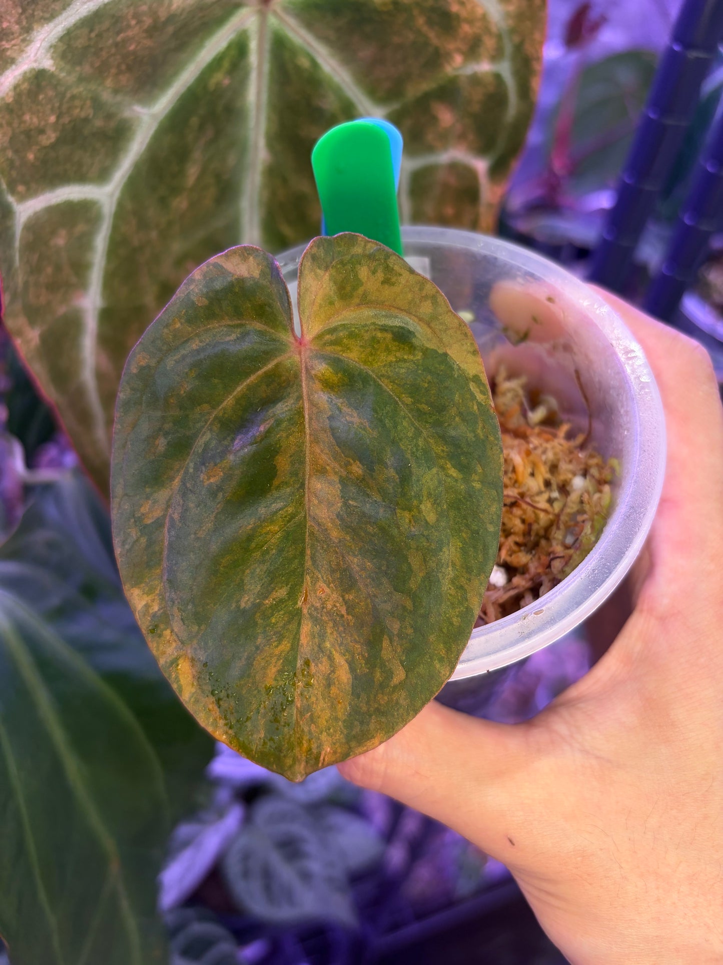 Anthurium BVEP variegata