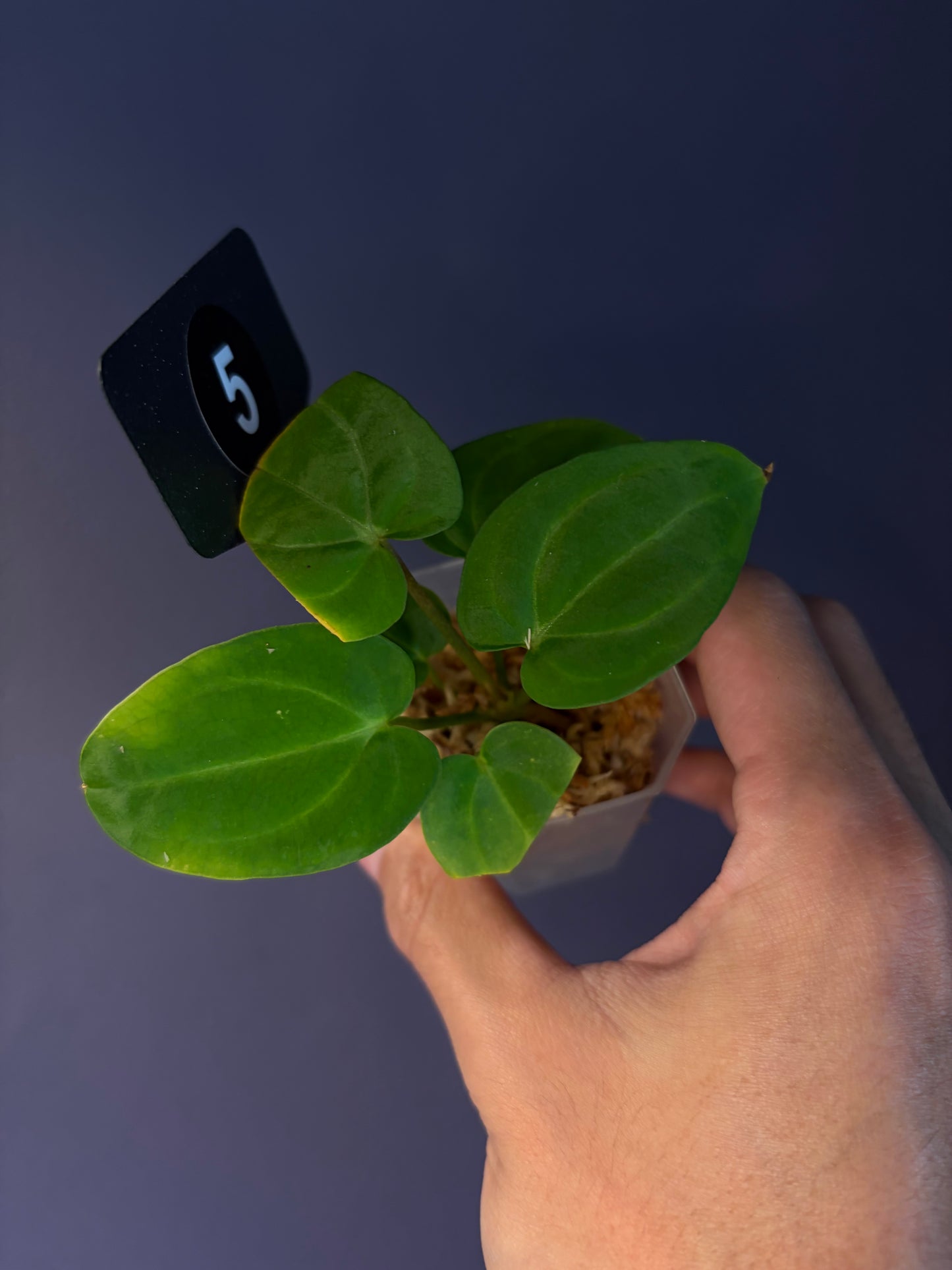 Anthurium ‘Carlablackiae’ (RA5×RA10) × self