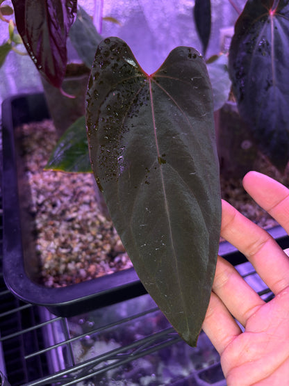 Anthurium ‘Midnight Velvet’ × antolakii ‘Tezula’