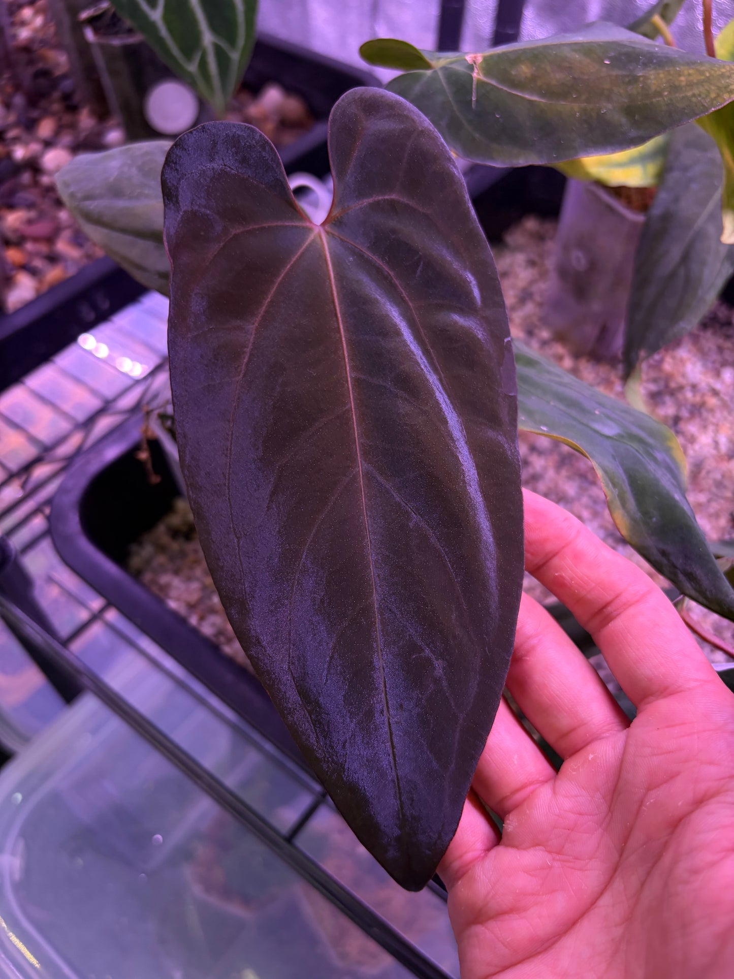 Anthurium ‘Midnight Velvet’ × antolakii ‘Tezula’
