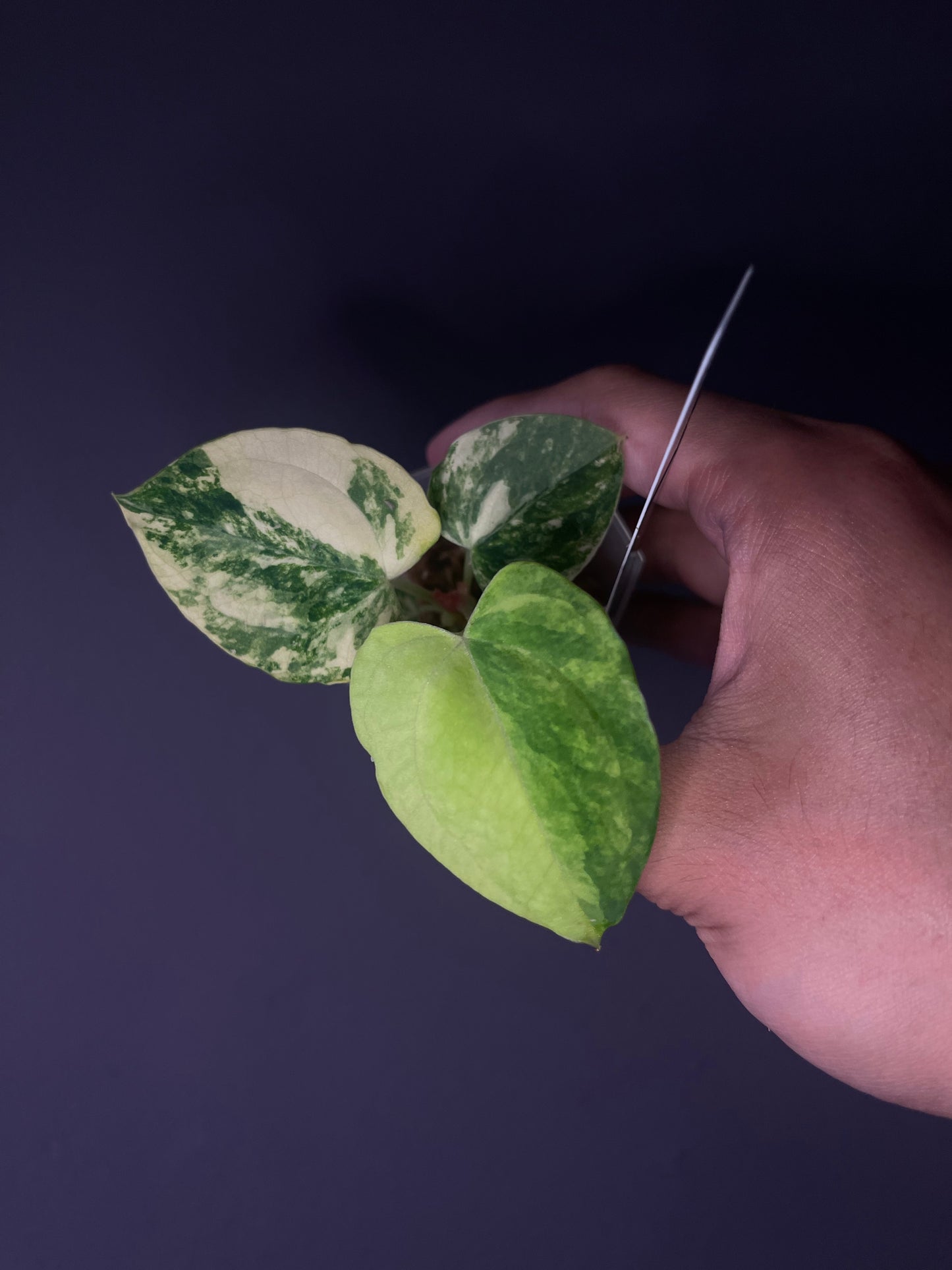 (papillilaminum var. × crystallinum) × ‘Red Vein Dark Phoenix’