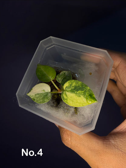 Anthurium papillilaminum var. × (‘Red Crystallinum’ [Tezula] × ‘Zara’)