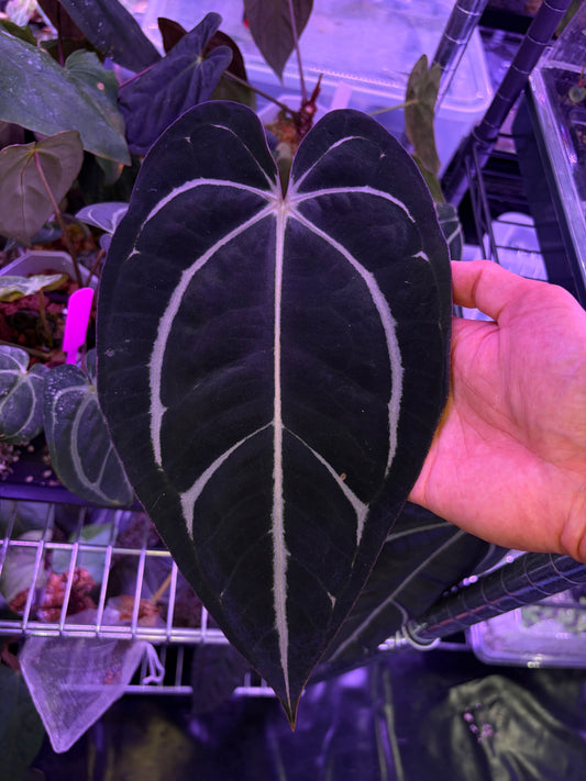 Anthurium carlablackiae #6