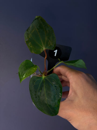 Anthurium ‘RVDP’ × (portillae ‘NSE’ × papillilaminum ‘FS’)