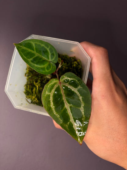 Docblock Zara ‘33’ x Home, sweet home ‘32’ (selected #1)