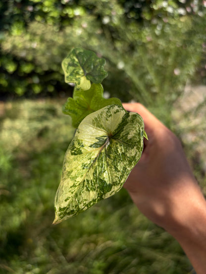 Alocasia Jacklyn variegata