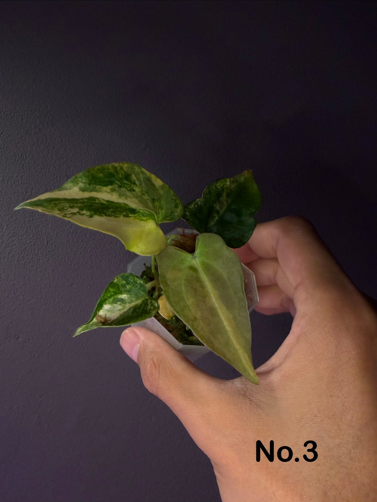Anthurium papillilaminum var. × ‘Red Crystallinum’ [Tezula]