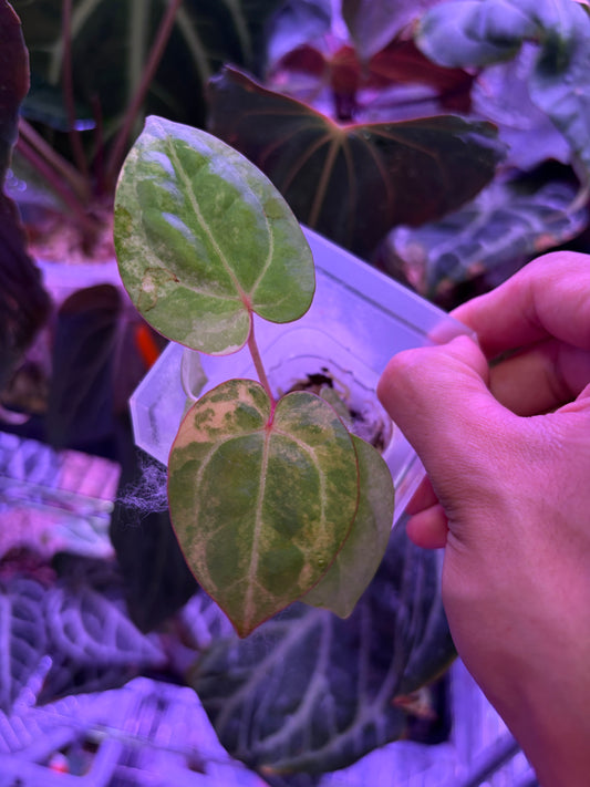 Anthurium papillilaminum var. × (‘Red Crystallinum’ [Tezula] × ‘Zara’)