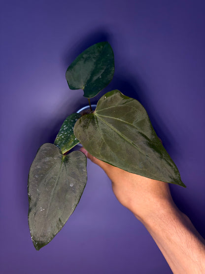 Anthurium Sp. Nov ‘DF’