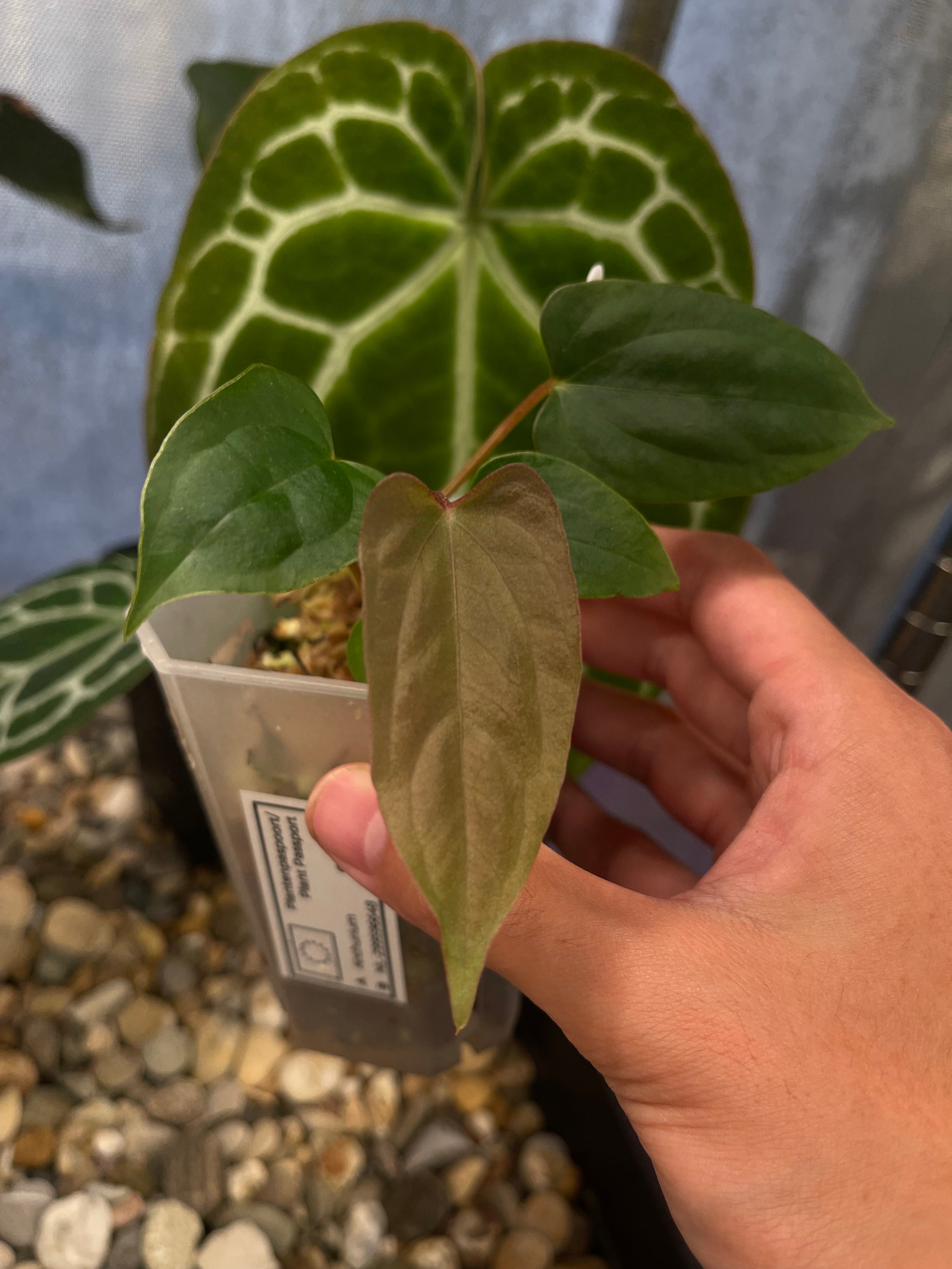 g*き様 Anthurium “papi RL（JV）× FS（JV）” x R Anthurium ('Papi Ree Gardens' × 'Eastern Dressleri