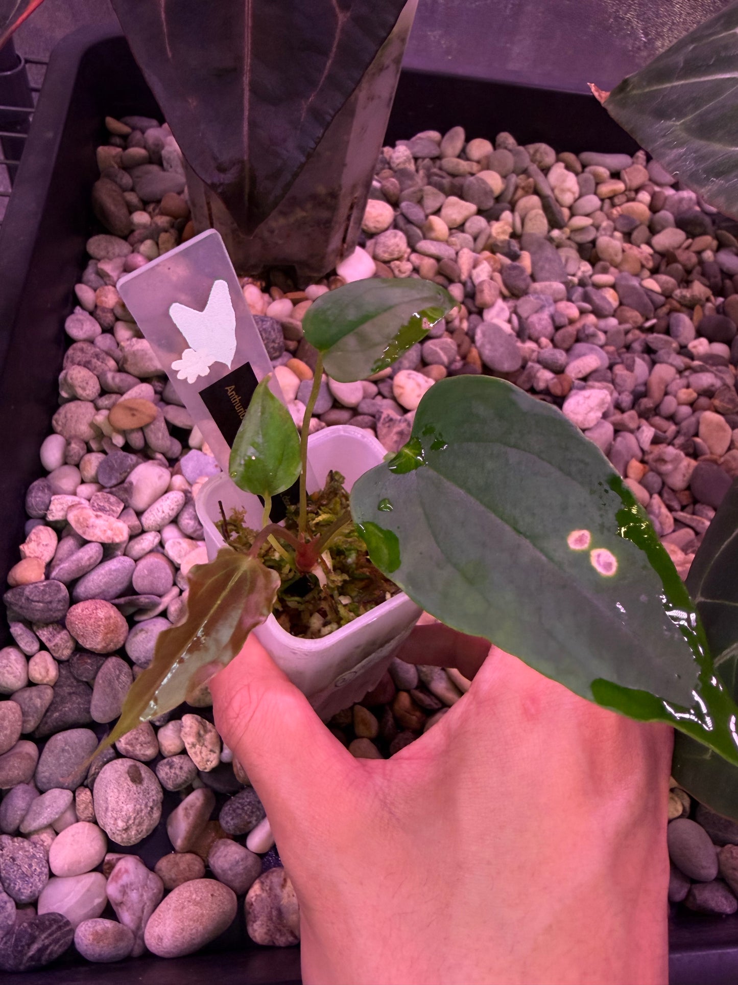 Anthurium subsignatum velvet × papillilaminum ‘Ralph Lynam’