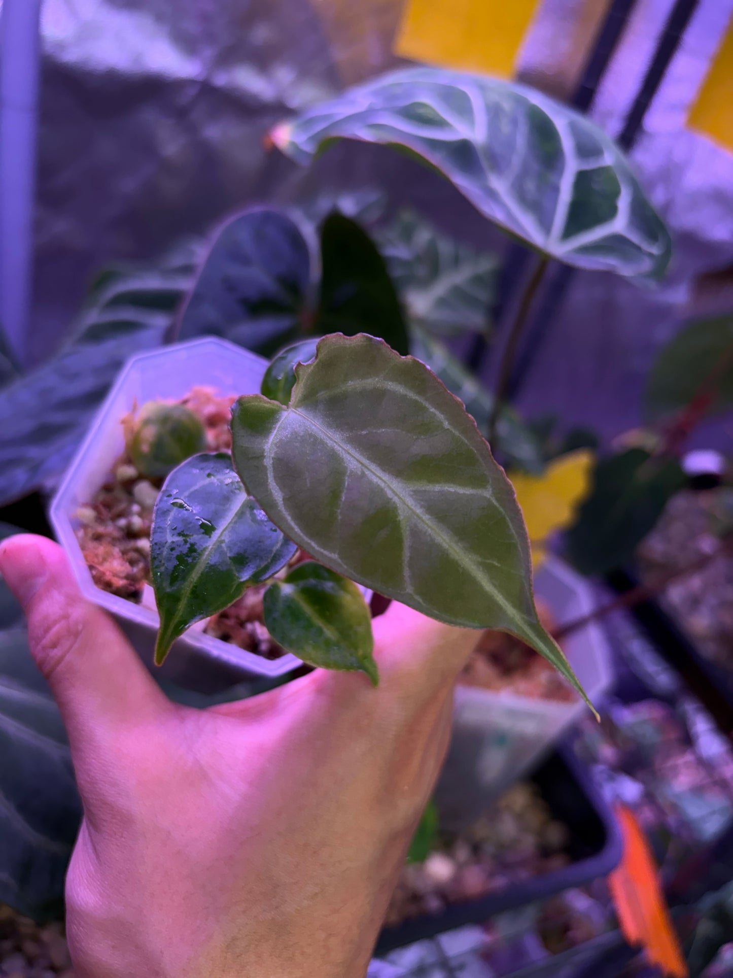 Anthurium ‘Raijin’ (Muchlis × Forgetii) × subsignatum