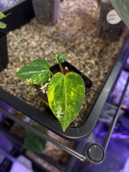 Anthurium (papillilaminum var. × crystal) × (‘Red Crystallinum’ [Tezula] × ‘Zara’)
