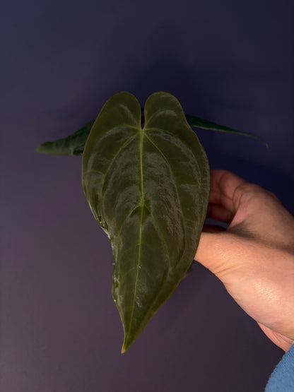 Anthurium 'Black cherry' x Antolakii (Tezula)