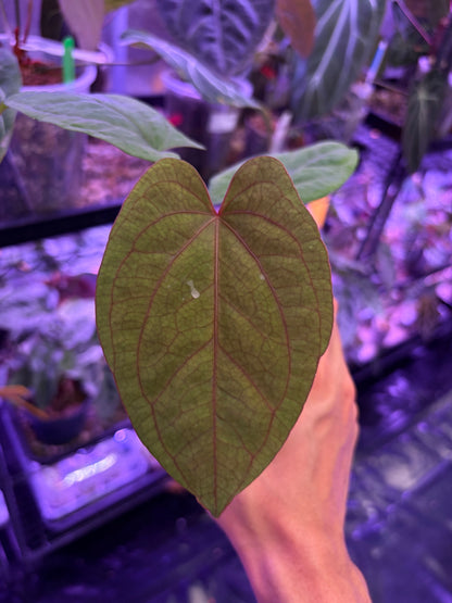 Anthurium ‘Red Vein Dark Phoenix’ × kunayalense