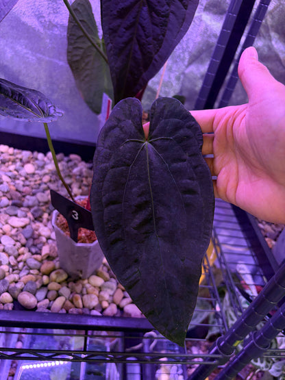 Anthurium pap ‘FS’ × (pap ‘FS’ × ‘AOS’) - selected