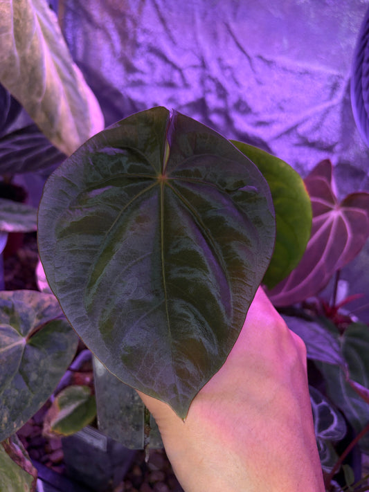 Anthurium dressleri