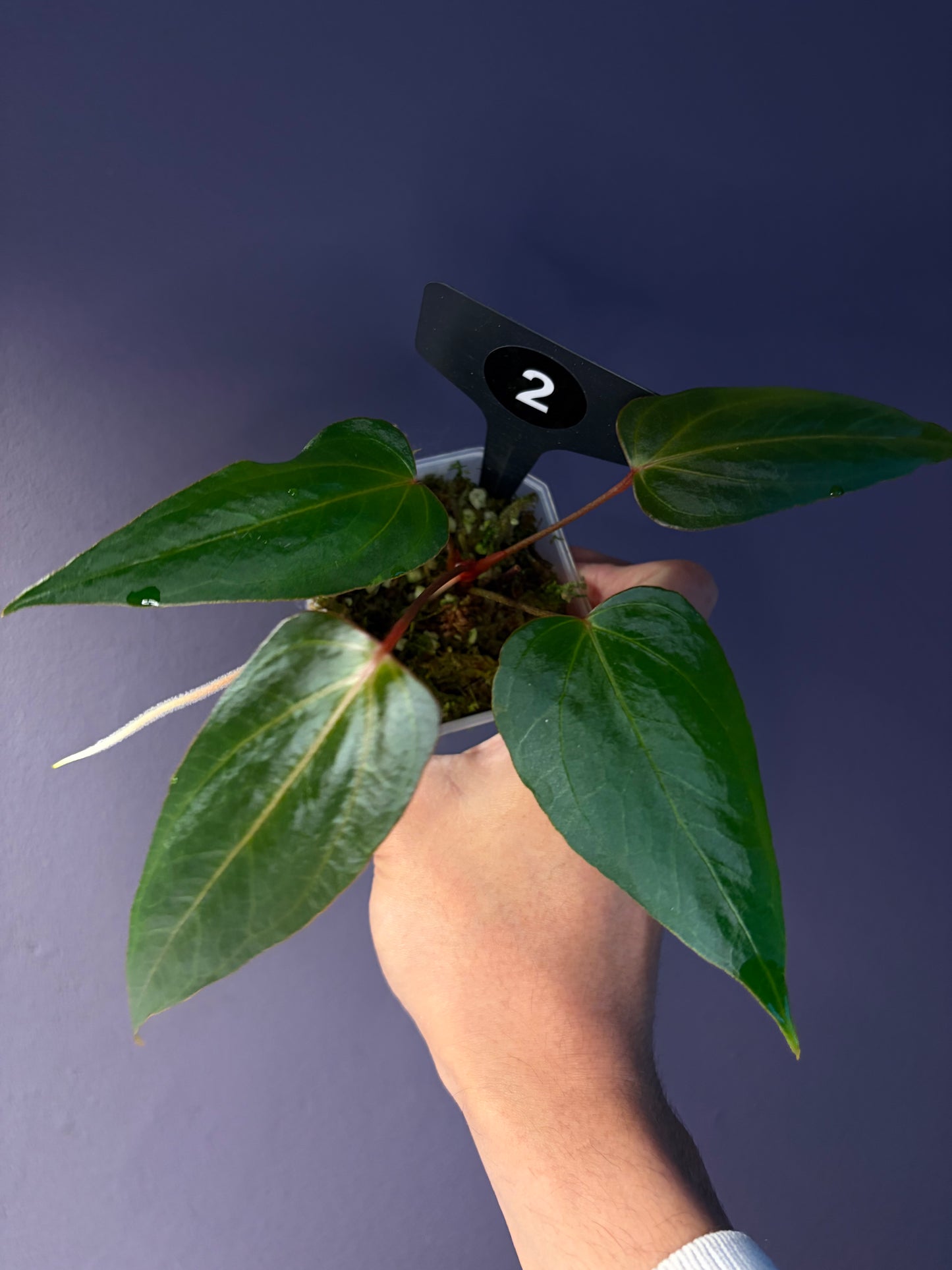 Anthurium Black Sweet x Indo Portillae (selected)