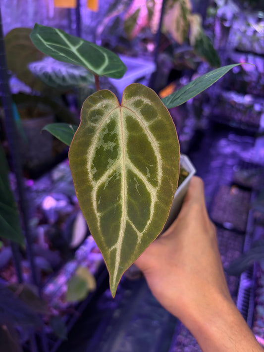 Anthurium Magnificum × (‘Zara’ × ‘Michelle’) ‘blister’ mutated