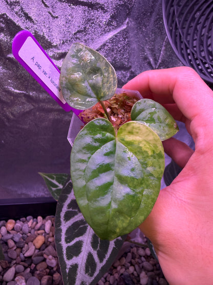 Anthurium papillilaminum var. × luxurians