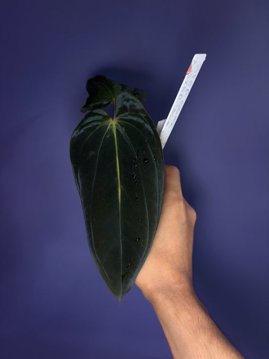 Anthurium BVEP (OG2 × OG1)