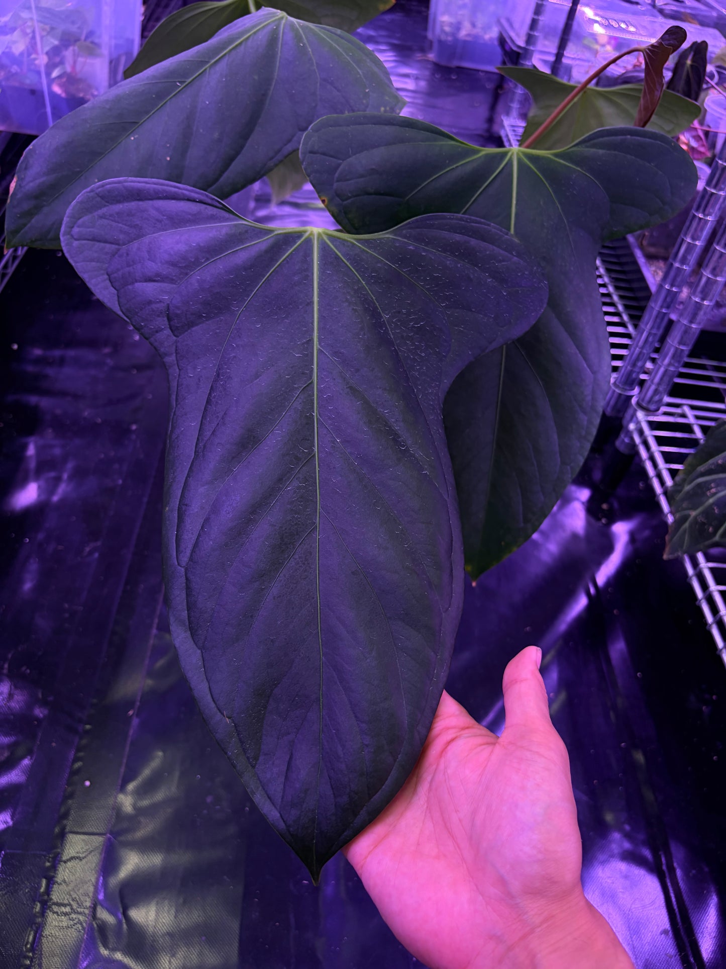 Anthurium ‘Black Sweet’ - mother plant