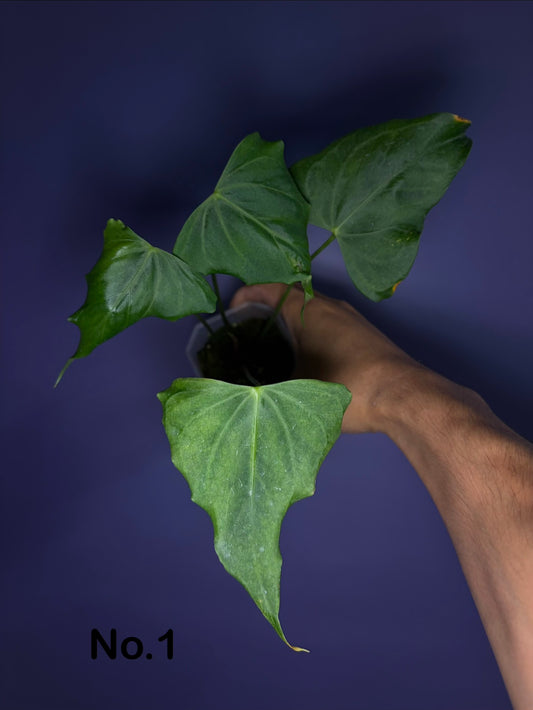 Anthurium clarinervium - mutated