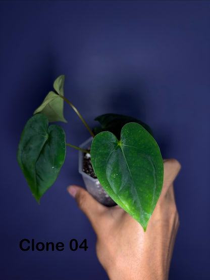 Anthurium papillilaminum RA6 - clone