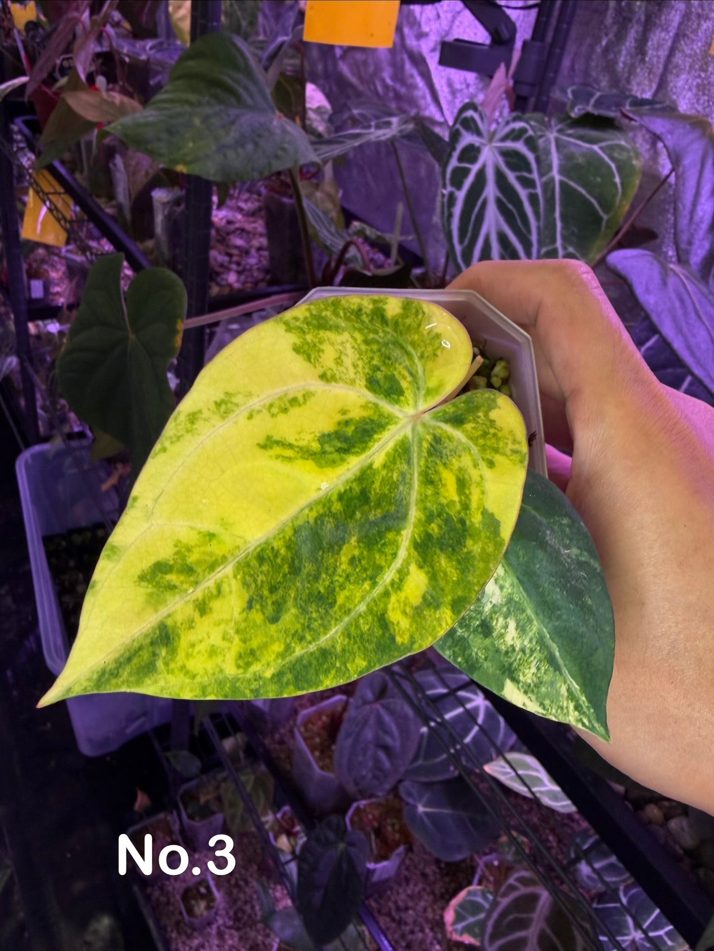 Anthurium papillilaminum var. × ‘Black cherry’