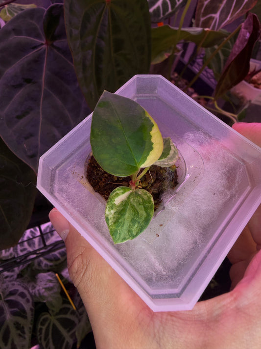 Anthurium papillilaminum var. × (‘Red Crystallinum’ [Tezula] × ‘Zara’)