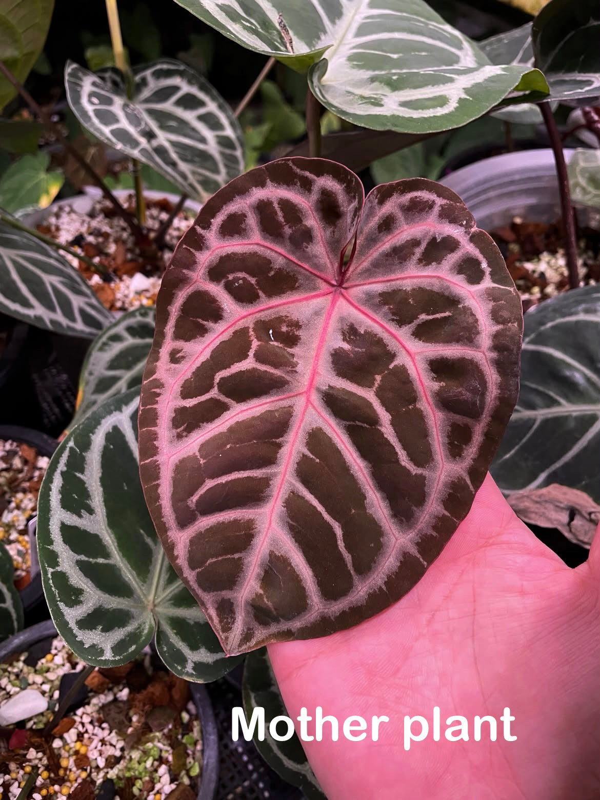 Anthurium SKG ‘Pink lemonade’ × Red crystallinum - clone