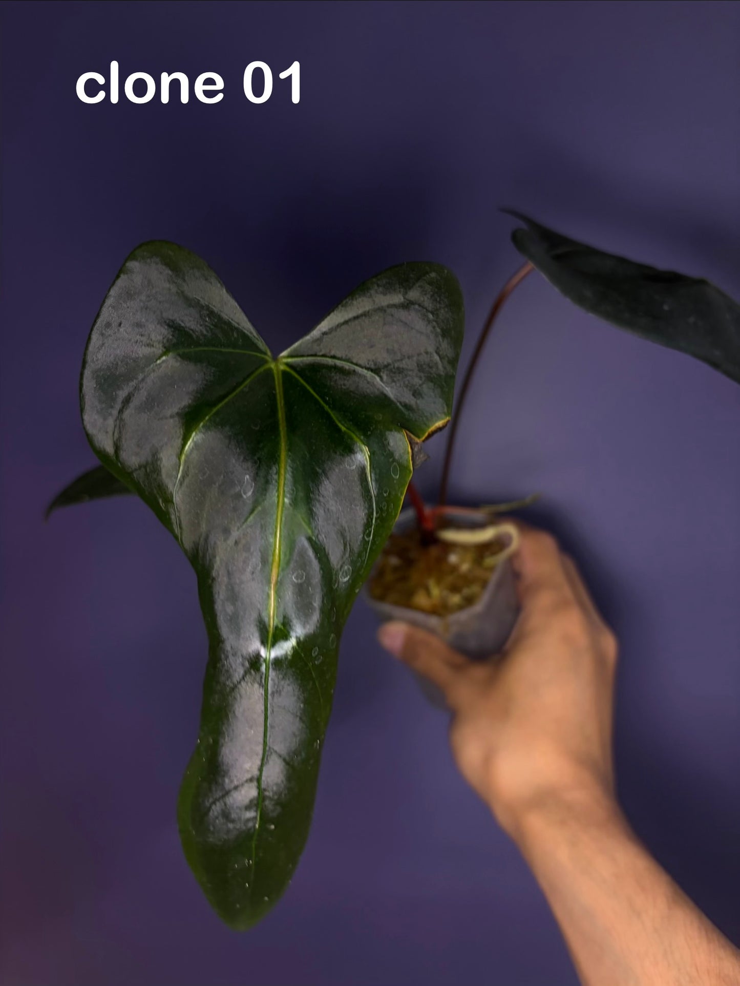 Anthurium ‘Mr. Worldwide’ × Pap ‘Daniel’ - clone