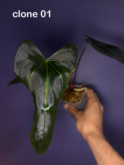 Anthurium ‘Mr. Worldwide’ × Pap ‘Daniel’ - clone