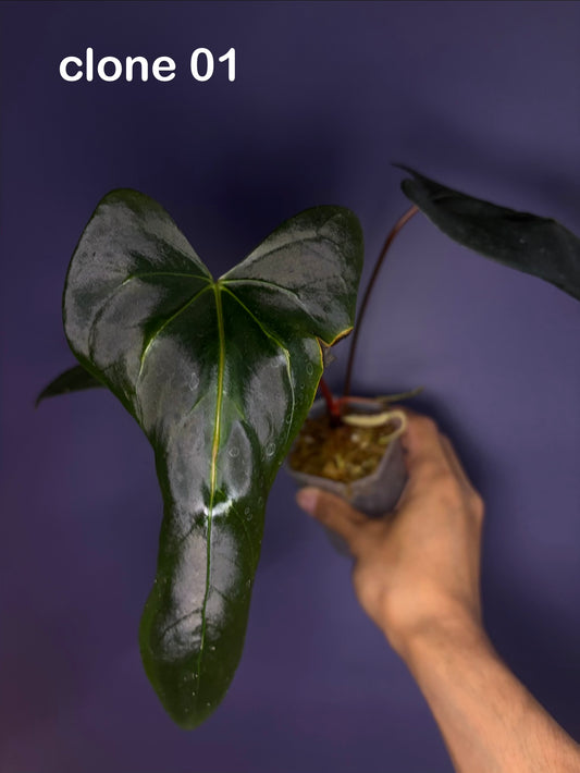 Anthurium ‘Mr. Worldwide’ × Pap ‘Daniel’ - clone