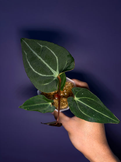 Anthurium carlablackiae (selected)