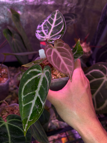 Anthurium ‘Dreamweaver’ × ‘FTG’ Crystallinum