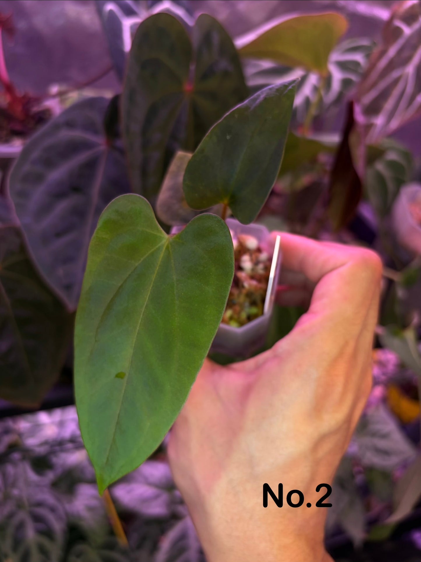 Anthurium papillilaminum ‘Marie’ - clone