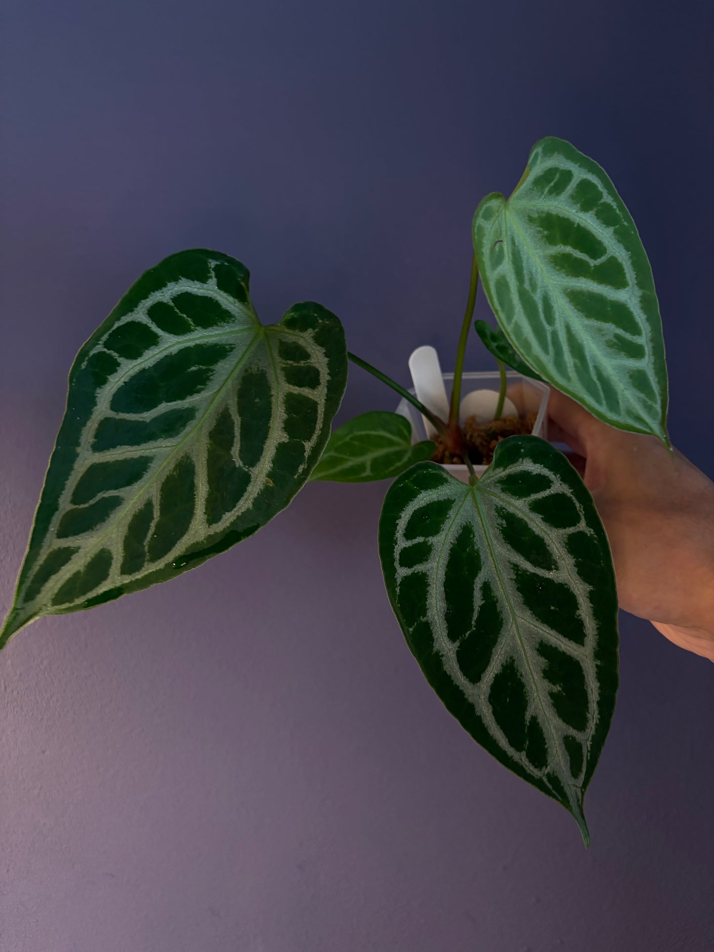 Anthurium ‘Raijin’ (Muchlis × Forgetii) × Michelle