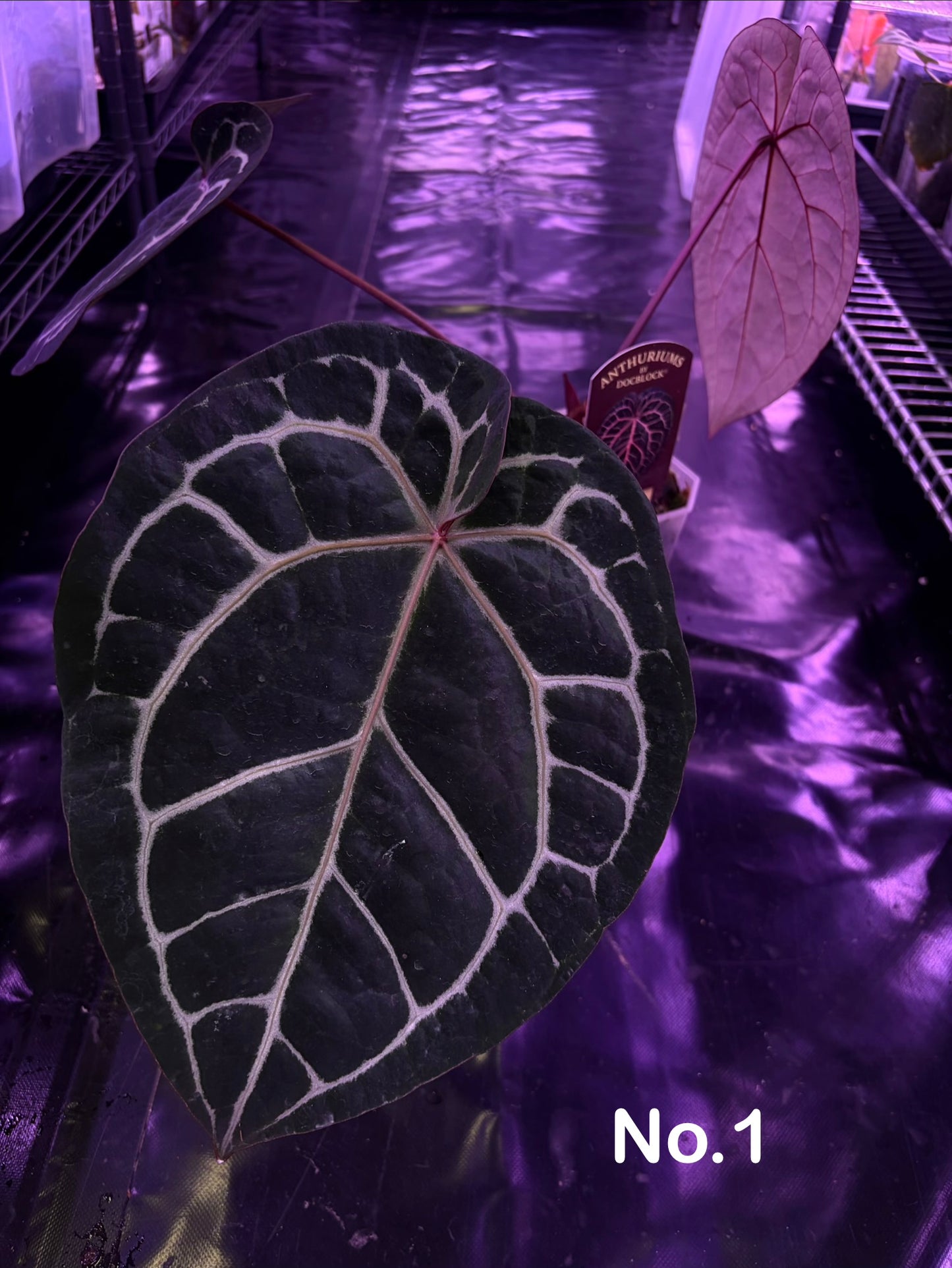 DocBlock Michelle - mother plant