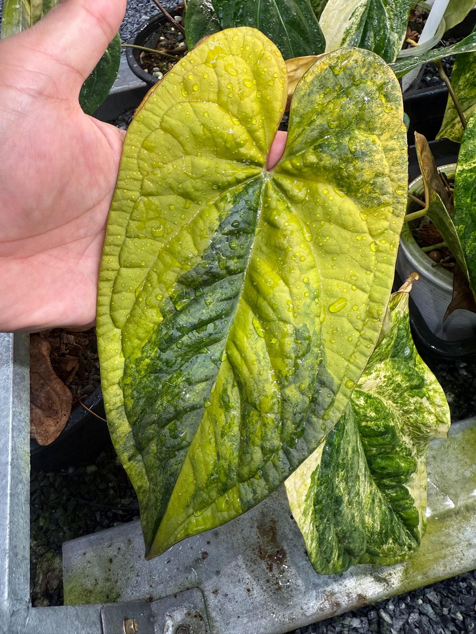 Anthurium papillilaminum var. × luxurians – Secret Foliage
